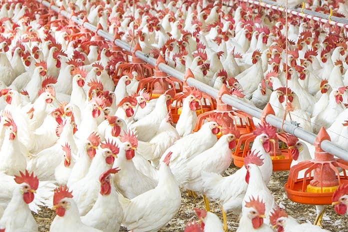 Nksons Poultry Farm