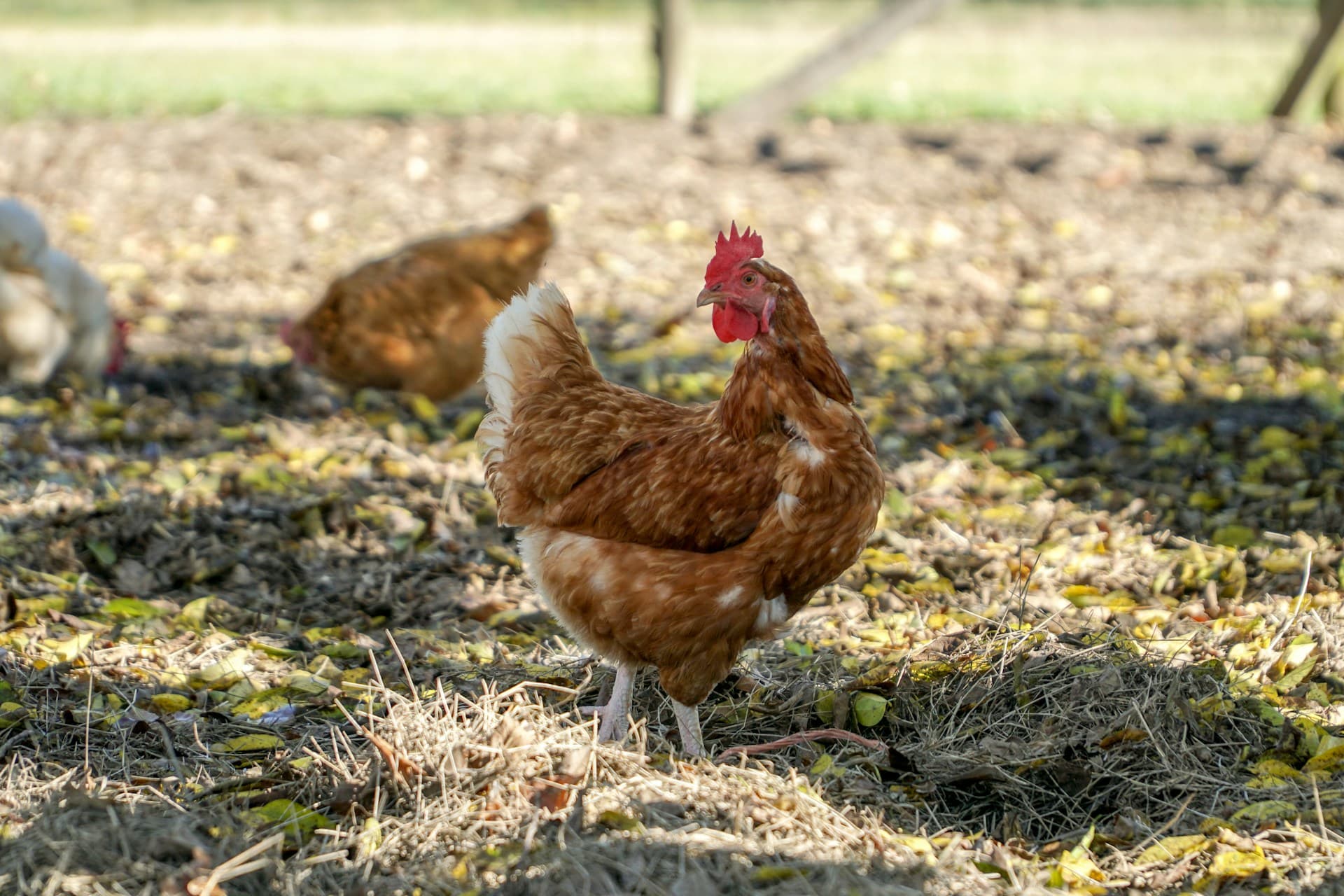 Nksons Poultry Farm Hero