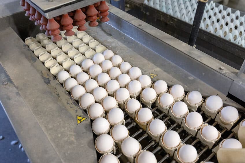 Fresh Egg Production